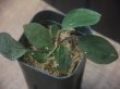 画像1: Homalomena sp. "Sunshine" BNN from Sibolga timur【AZ0322-2】緑葉赤軸