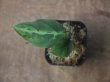 画像1: Aglaonema pictum "Multicolor" BNN from Sibolga timur【AZ0218-3】2号機