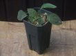 画像5: Homalomena sp. "Sunshine" BNN from Sibolga timur【AZ0322-2】緑葉赤軸