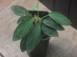 画像2: Homalomena sp. "Sunshine" BNN from Sibolga timur【AZ0322-2】緑葉赤弱（軸）