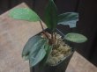 画像2: Homalomena sp. "緑甲冑" from Kapuas【AZ0322-2】赤軸