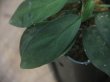 画像4: Homalomena sp. "Sunshine" BNN from Sibolga timur【AZ0322-2】緑葉赤弱（軸）