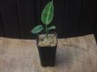 画像3: Aglaonema pictum "Multicolor" BNN from Sibolga timur【AZ0218-3】2号機
