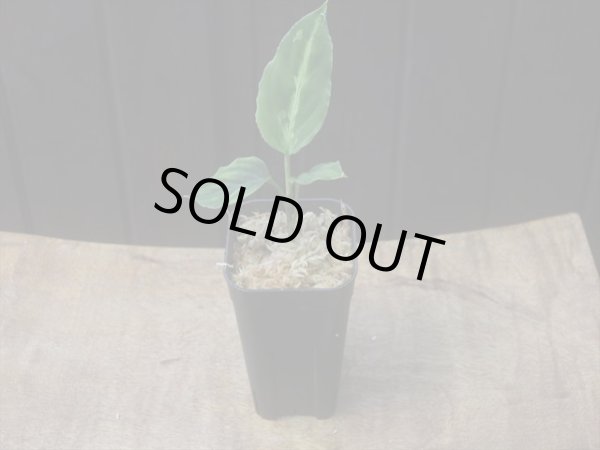 画像3: Aglaonema pictum "Multicolor" BNN from Sibolga timur【AZ0218-3】2号機