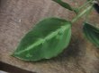 画像2: Aglaonema pictum "Multicolor" BNN from Sibolga timur【AZ0218-3】2号機