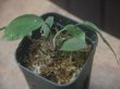画像3: Homalomena sp. "Sunshine" BNN from Sibolga timur【AZ0322-2】緑葉赤軸