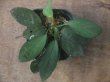 画像1: Homalomena sp. "Sunshine" BNN from Sibolga timur【AZ0322-2】緑葉赤弱（軸）