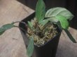 画像2: Homalomena sp. "Sunshine" BNN from Sibolga timur【AZ0322-2】緑葉赤軸
