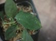 画像4: Homalomena sp. "Sunshine" BNN from Sibolga timur【AZ0322-2】緑葉赤軸
