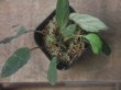 画像1: Homalomena sp. "Sunshine" BNN from Sibolga timur【AZ0322-2】緑葉赤軸