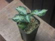 画像2: Aglaonema pictum "type NIRVASH" from Pulau Nias【AZ0611-3】verMES