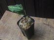 画像3: Aglaonema pictum "Multicolor" BNN from Sibolga timur【AZ0218-3】2号機