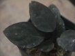 画像3: Homalomena sp. "Sunshine" BNN from Sibolga timur【AZ0322-2】赤茶葉