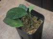 画像5: Homalomena sp. "Sunshine" BNN from Sibolga timur【AZ0322-2】緑葉緑軸