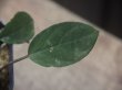 画像4: Homalomena sp. "Sunshine" BNN from Sibolga timur【AZ0322-2】緑葉赤軸
