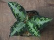 画像1: Aglaonema pictum "type NIRVASH" from Pulau Nias【AZ0611-3】verMES