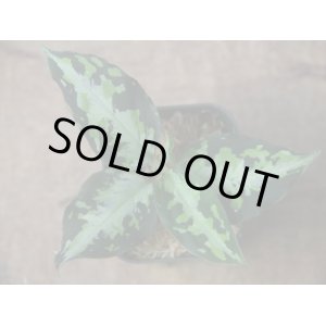 画像: Aglaonema pictum "type NIRVASH" from Pulau Nias【AZ0611-3】verMES