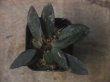 画像2: Homalomena sp. "Sunshine" BNN from Sibolga timur【AZ0322-2】赤茶葉