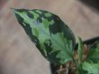 画像3: Aglaonema pictum "type NIRVASH" from Pulau Nias【AZ0611-3】verMES