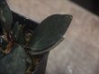 画像3: Homalomena sp. "Sunshine" BNN from Sibolga timur【AZ0322-2】赤茶葉