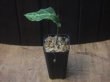 画像4: Aglaonema pictum "Multicolor" BNN from Sibolga timur【AZ0218-3】2号機