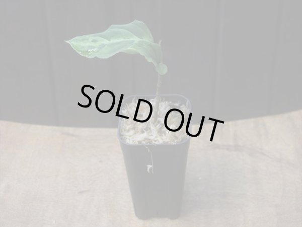 画像4: Aglaonema pictum "Multicolor" BNN from Sibolga timur【AZ0218-3】2号機