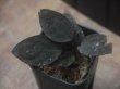 画像2: Homalomena sp. "Sunshine" BNN from Sibolga timur【AZ0322-2】赤茶葉