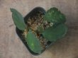 画像1: Homalomena sp. "Sunshine" BNN from Sibolga timur【AZ0322-2】緑葉赤弱（軸）