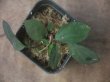 画像2: Homalomena sp. "Sunshine" BNN from Sibolga timur【AZ0322-2】緑葉赤軸