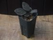 画像4: Homalomena sp. "Sunshine" BNN from Sibolga timur【AZ0322-2】赤茶葉