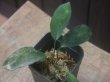 画像1: Homalomena sp. "Sunshine" BNN from Sibolga timur【AZ0322-2】緑葉赤弱（軸）