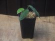 画像4: Homalomena sp. "Sunshine" BNN from Sibolga timur【AZ0322-2】緑葉緑軸