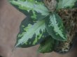 画像3: Aglaonema pictum "type NIRVASH" from Pulau Nias【AZ0611-3】verMES