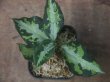 画像1: Aglaonema pictum "type NIRVASH" from Pulau Nias【AZ0611-3】verMES