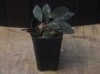 画像4: Homalomena sp. "Sunshine" BNN from Sibolga timur【AZ0322-2】赤茶葉