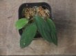 画像1: Homalomena sp. "Sunshine" BNN from Sibolga timur【AZ0322-2】緑葉緑軸