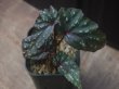 画像2: Begonia cf. laruei from Danau Toba【HW0517-03】
