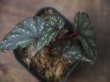 画像1: Begonia cf. laruei from Danau Toba【HW0517-03】