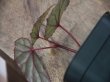 画像3: Begonia cf. laruei from Danau Toba【HW0517-03】