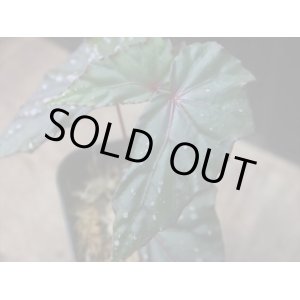 画像: Begonia cf. laruei from Danau Toba【HW0517-03】