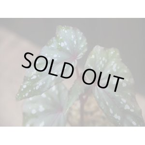 画像: Begonia cf. laruei from Danau Toba【HW0517-03】