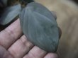 画像3: Homalomena sp. "Silver Leaf" from P. Malaysia【AZ0517-23】