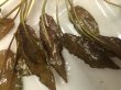 画像2: Cryptocoryne nurii "Lga-1"from Pulau Lingga 【HW0622-06】L株