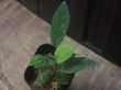 画像1: Homalomena sp. "Lingga-2 type GG" Pulau Lingga 【HW0622-02】