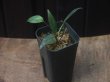 画像3: Homalomena sp. "Lingga-2 type Tsubaki" Pulau Lingga 【HW0622-02】