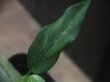 画像3: Aglaonema  vittatum from Pulau Lingga【HW0622-03】