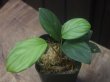 画像1: Homalomena sp. "Lingga-1 type GR" Pulau Lingga 【HW0622-01】