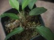 画像4: Homalomena sp. "Lingga-1 type GR" Pulau Lingga 【HW0622-01】