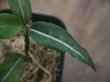 画像3: Aglaonema  vittatum from Pulau Lingga【HW0622-03】