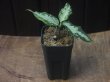 画像5: Aglaonema  pictum multicolor "JCS-B" from Sumatera barat【AZ1212-1b】